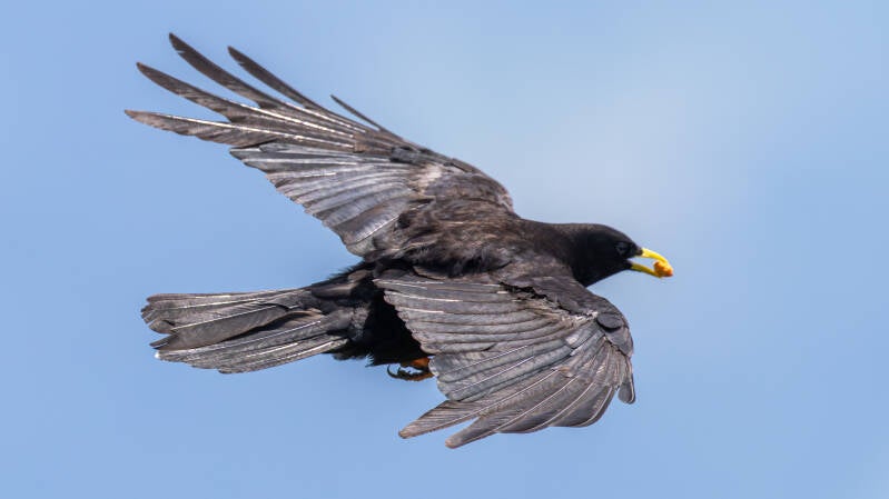 r5ii8798-standard.jpg