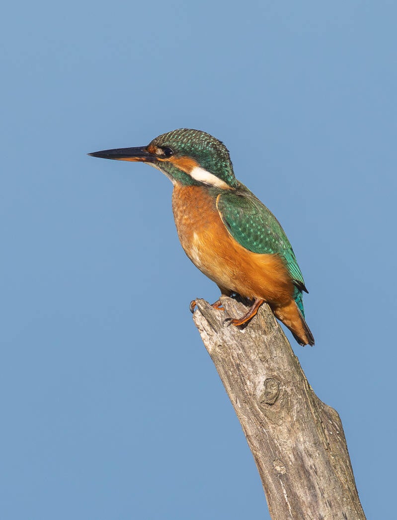r5ii8845-standard.jpg