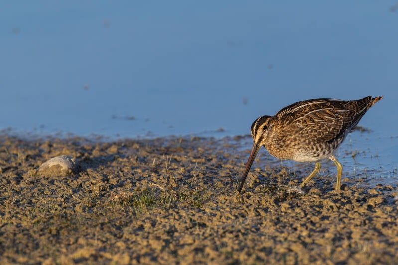 r5ii8915-standard.jpg