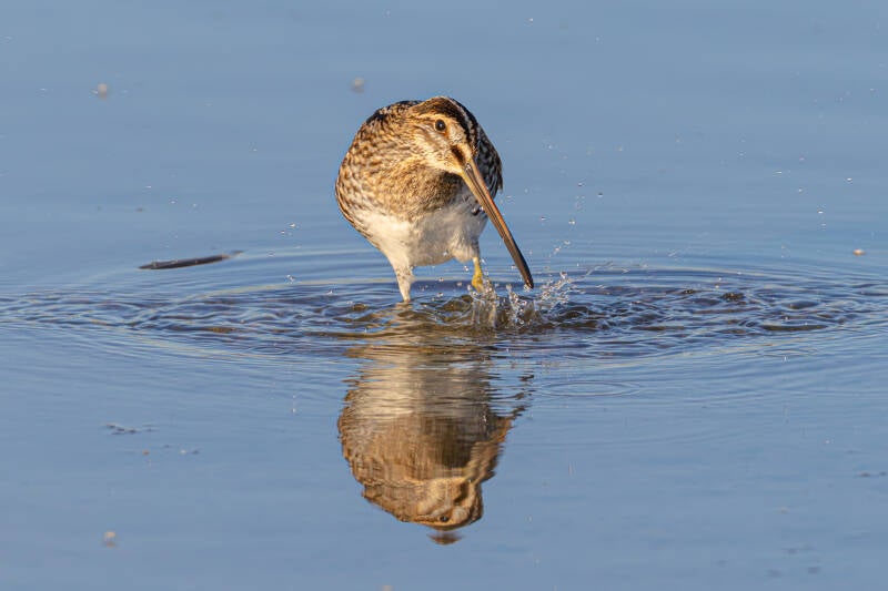 r5ii8975-standard.jpg