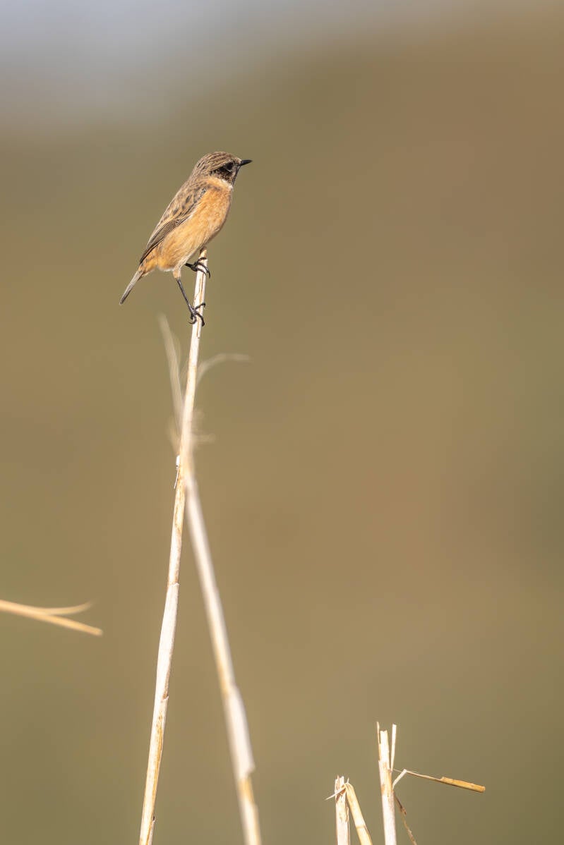 r5ii9433-standard.jpg