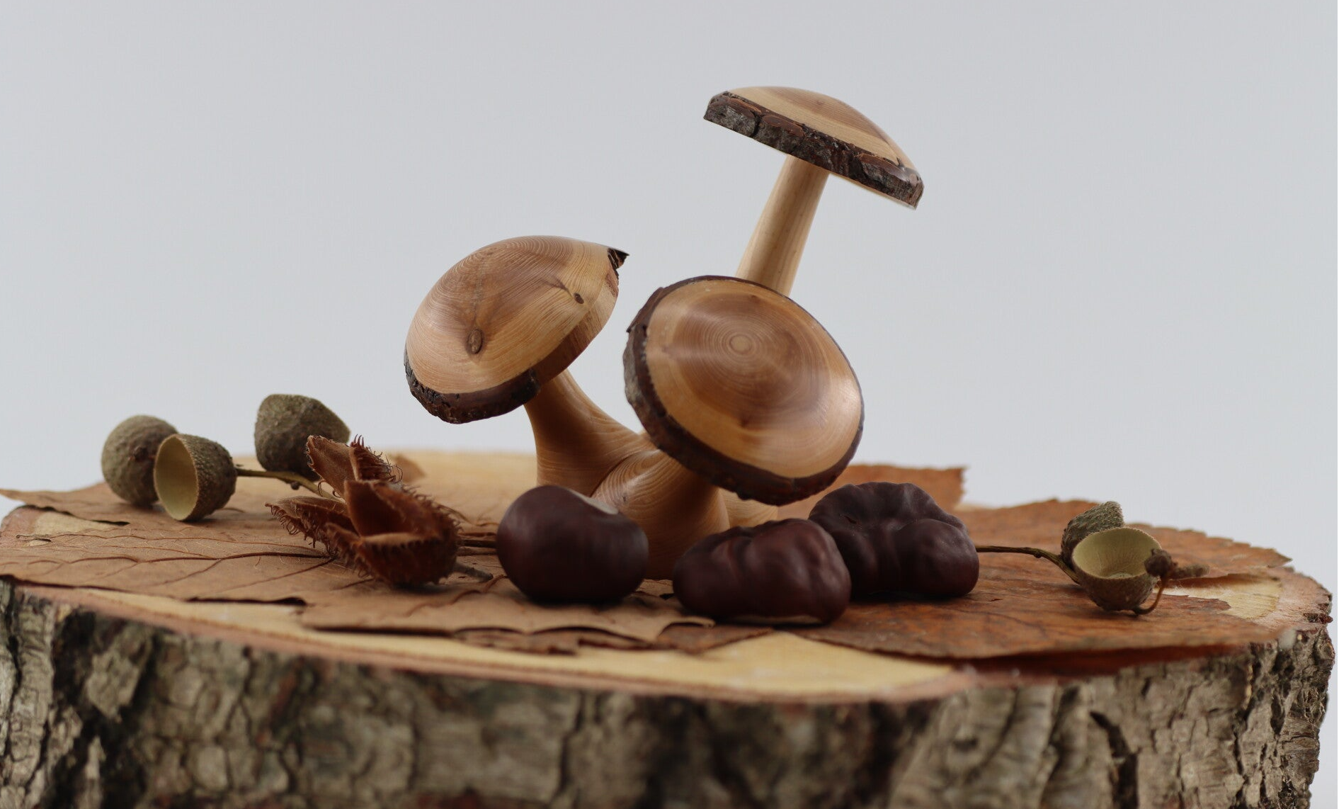 Paddestoelen groep van drie van Tjechische berg Dennenhout.