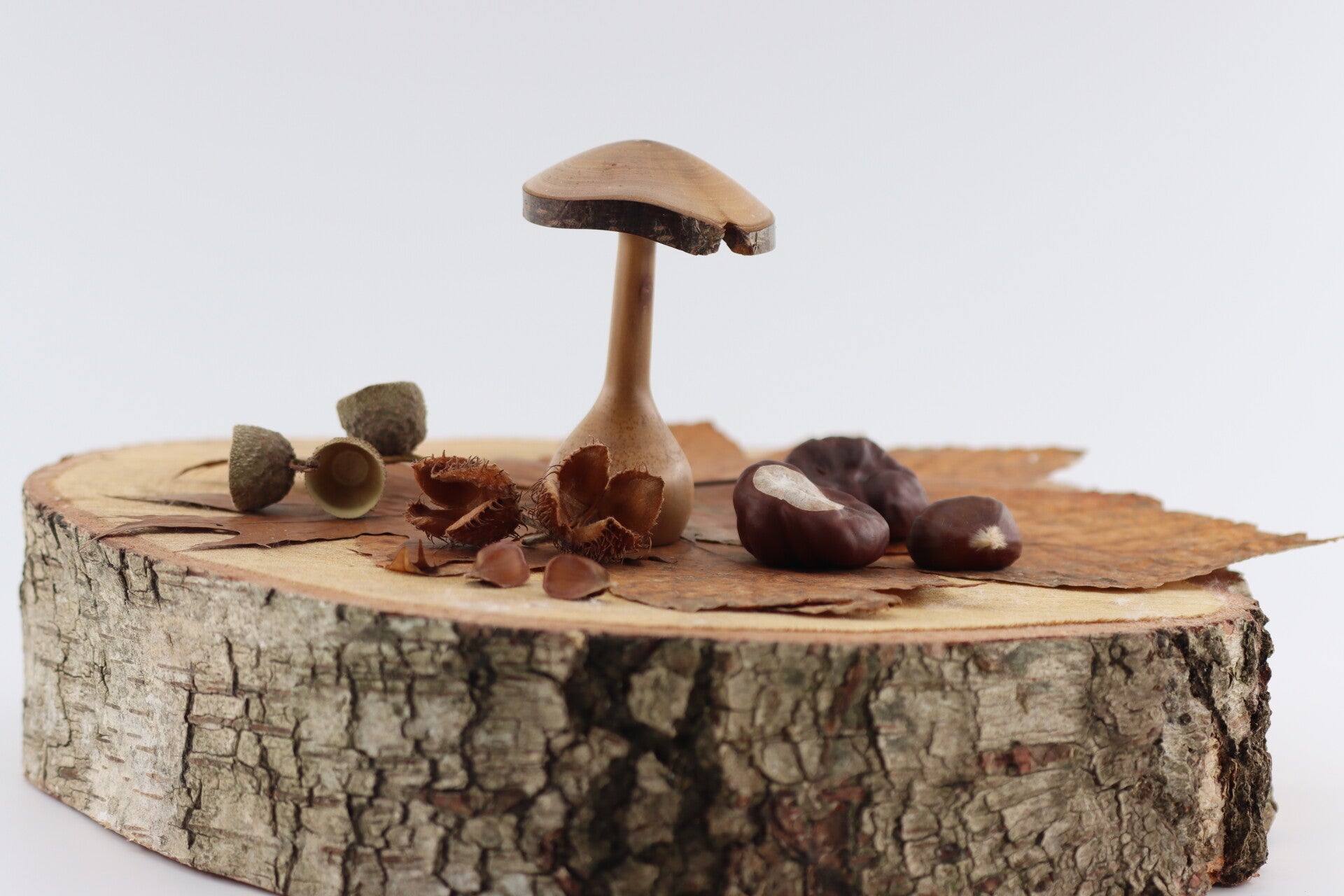 Paddenstoel gemaakt van Amerikaanse vogelkershout met een natuurlijke hoed rand