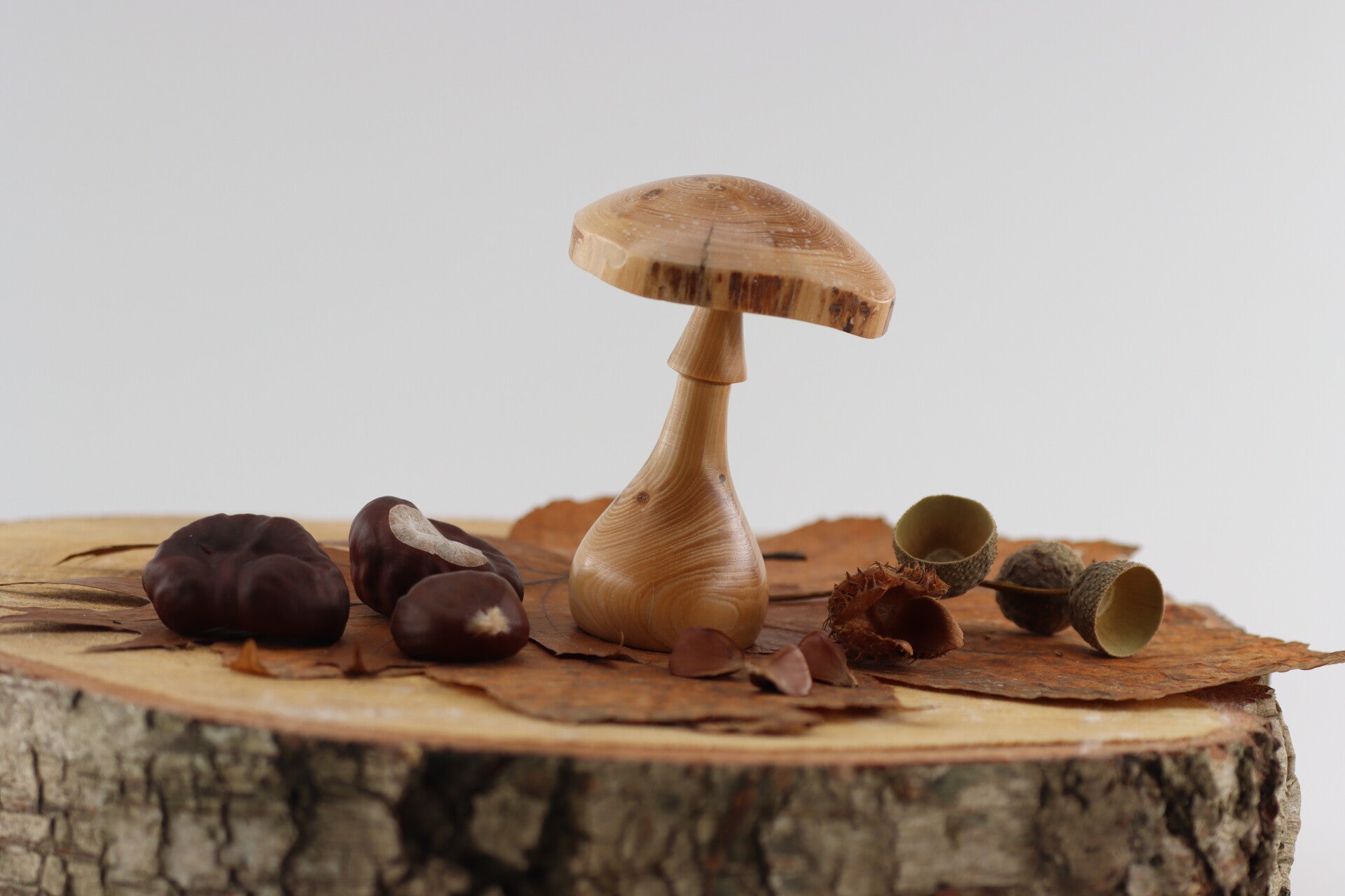 Paddenstoel gemaakt van Tsjechische berg Dennenhout met natuurlijke rand aan de hoed.