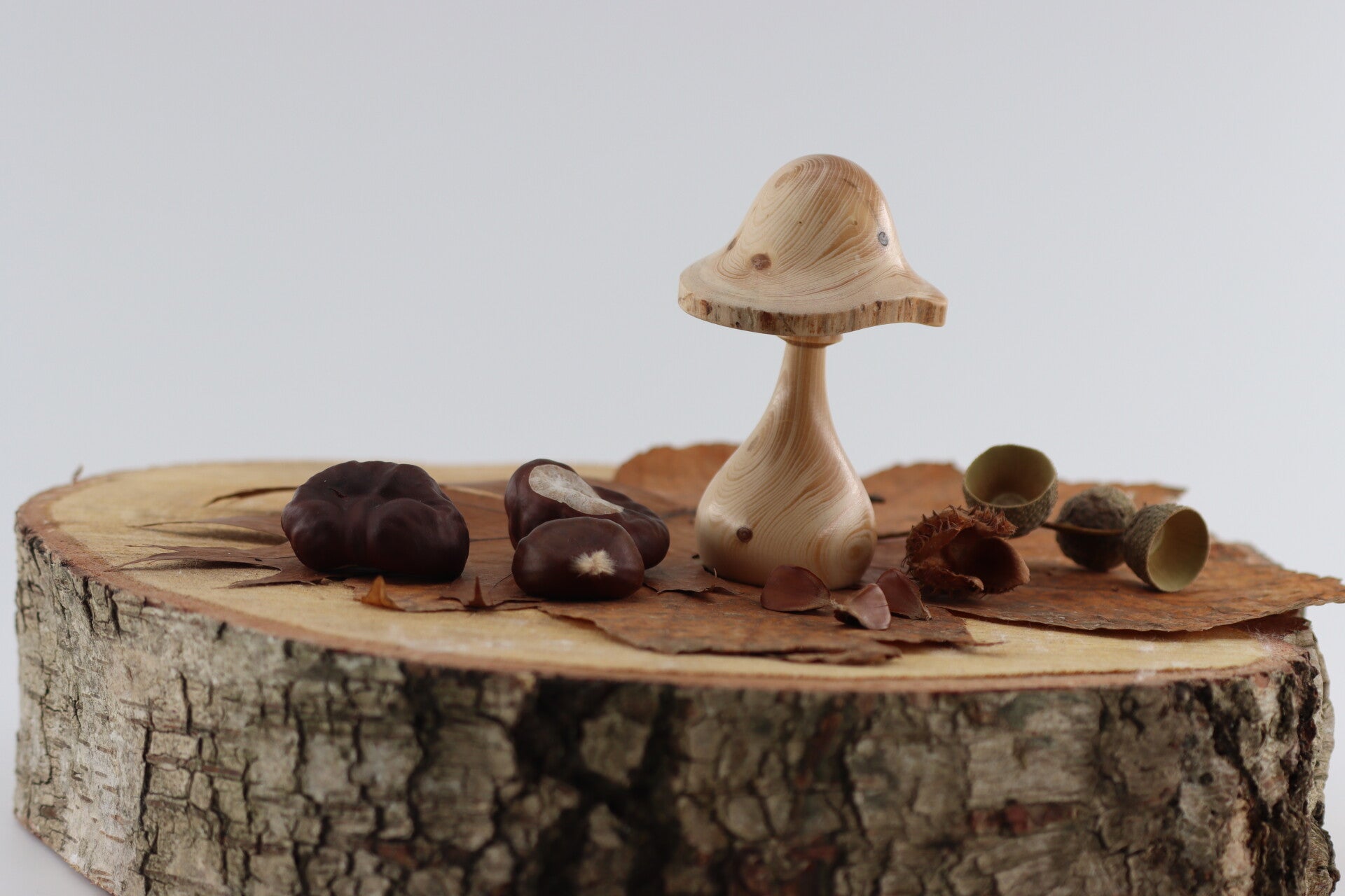Paddenstoel gemaakt van Tsjechische berg Dennenhout met natuurlijke rand.