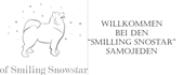 Samojeden of Smiling Snow Star