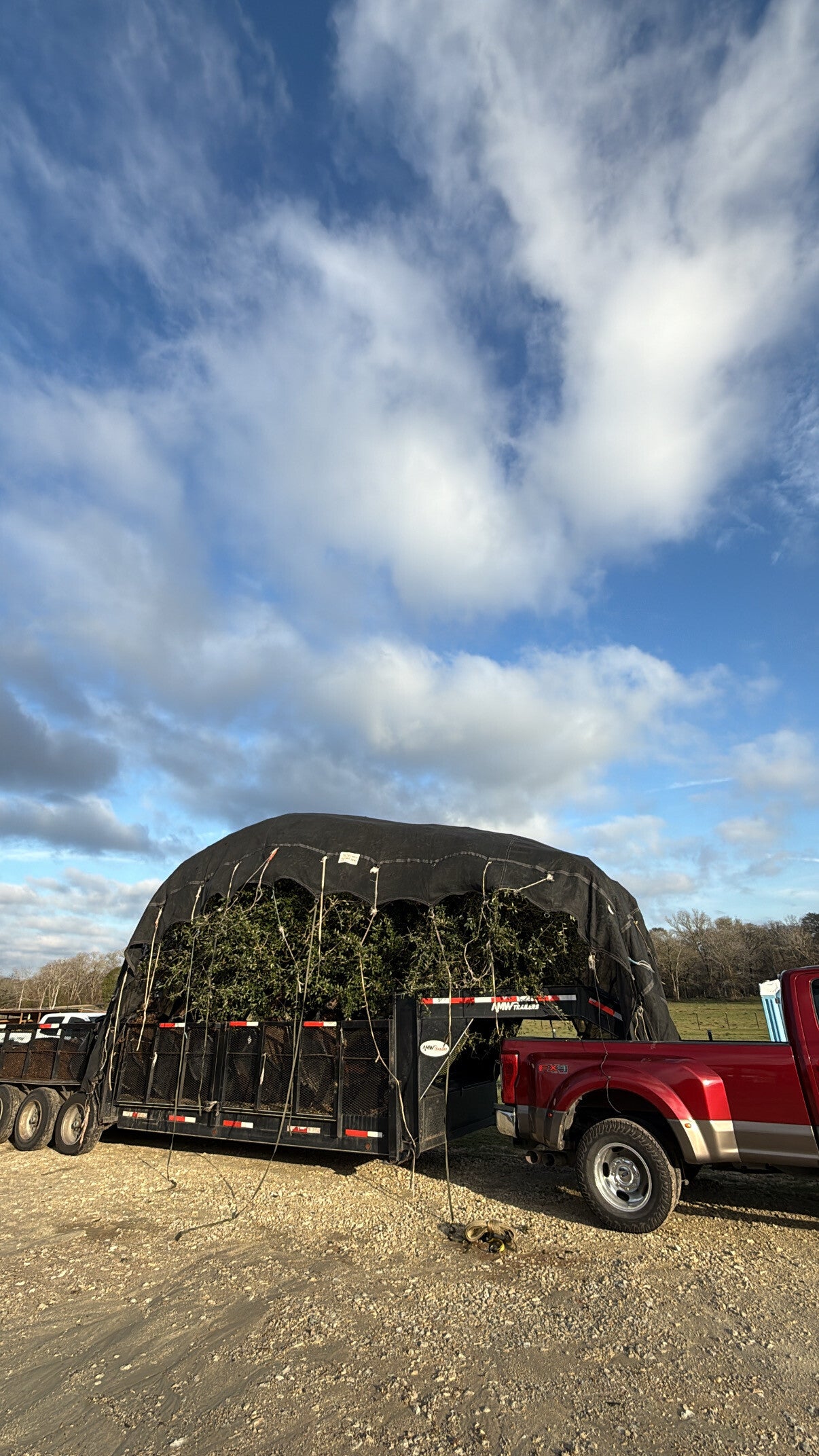 Rancho Roux wholesale tree delivery truck serving landscapers and contractors across Conroe Montgomery and The Woodlands Texas