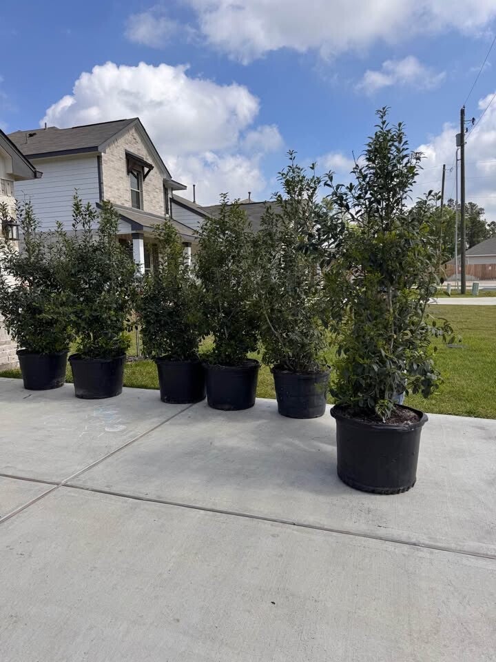 Wholesale Eagleston Holly trees at Rancho Roux tree farm Willis TX serving Montgomery County landscapers and contractors