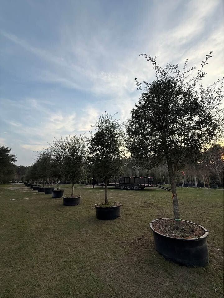 Wholesale Live Oak trees growing at Rancho Roux tree farm in Willis TX near Conroe and Montgomery Texas