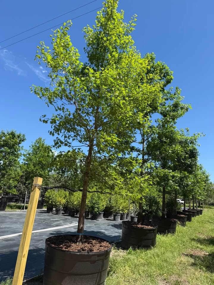Wholesale Red Oak trees available at Rancho Roux wholesale tree farm in Willis Texas near Conroe TX
