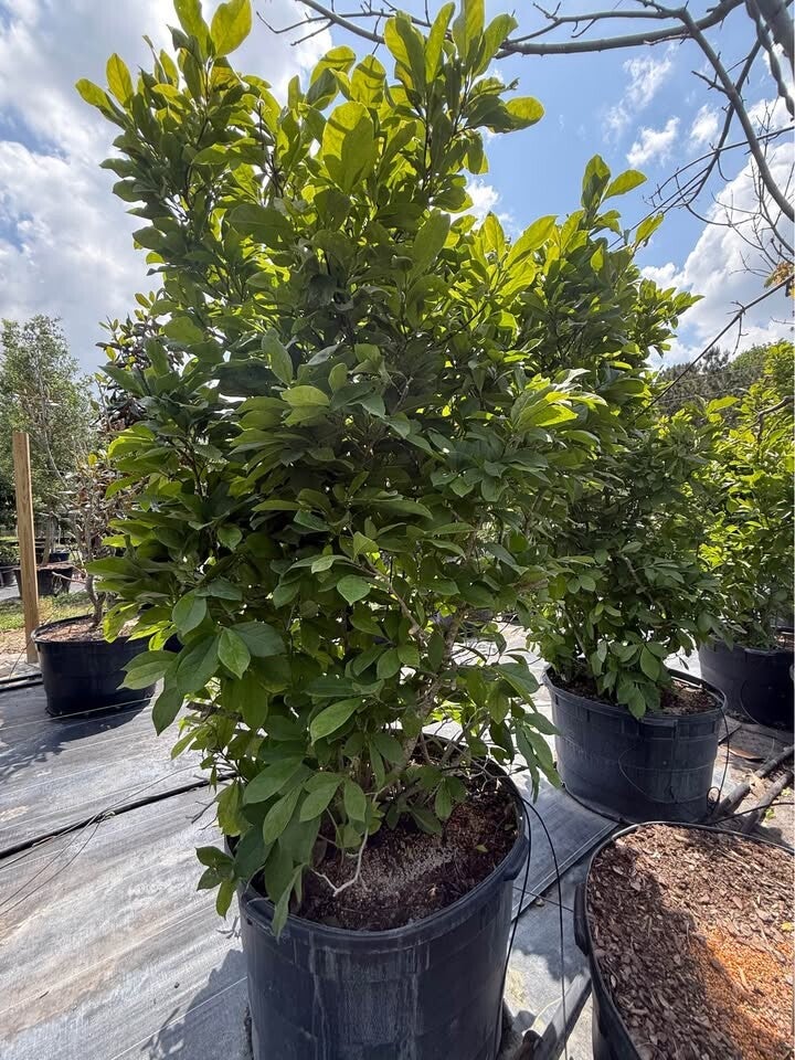 Wholesale Saucer Magnolia trees for sale at Rancho Roux tree farm Willis TX serving Conroe and Montgomery County