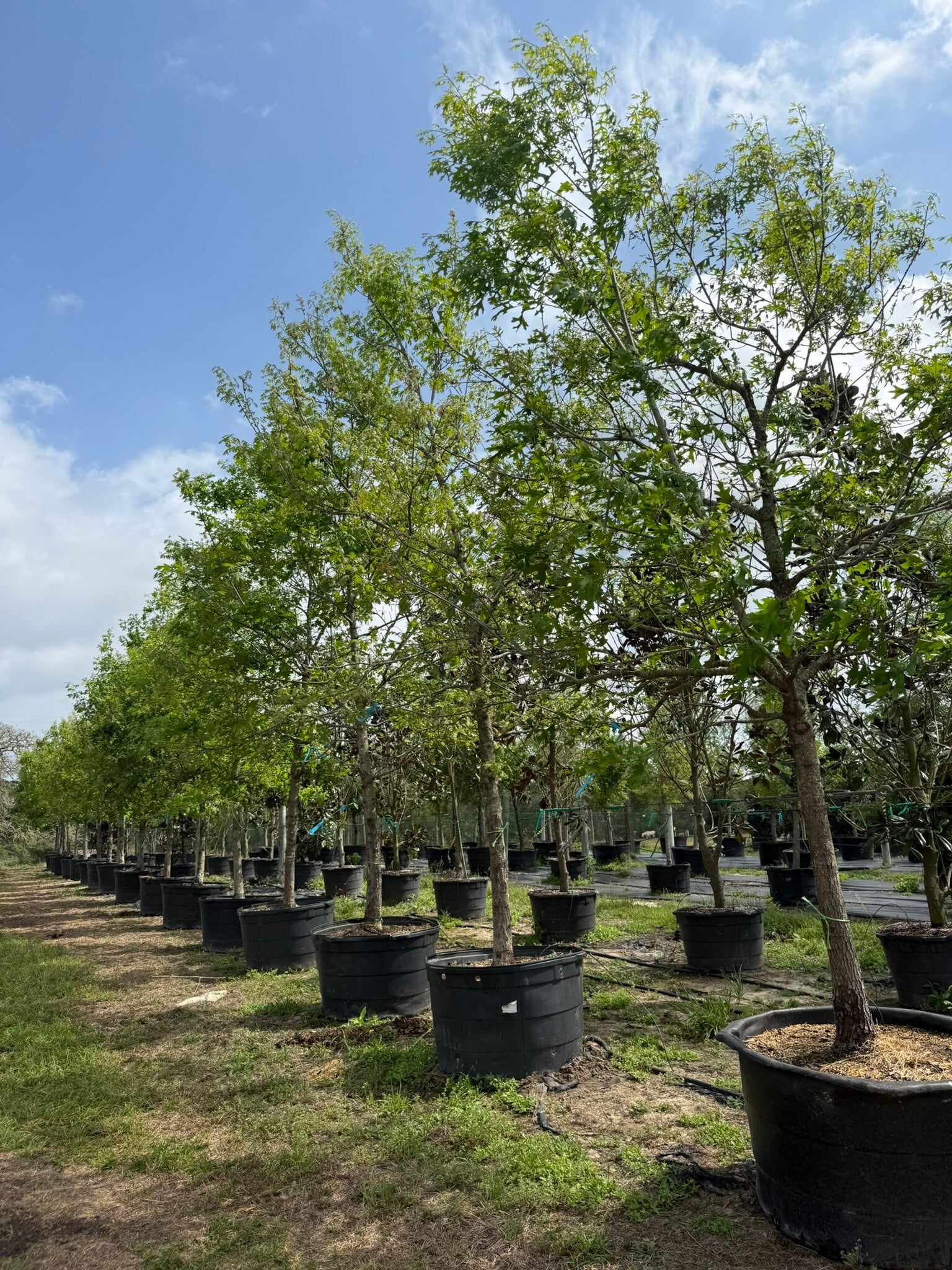 Wholesale Live Oak trees growing at Rancho Roux tree farm in Willis TX near Conroe and Montgomery Texas