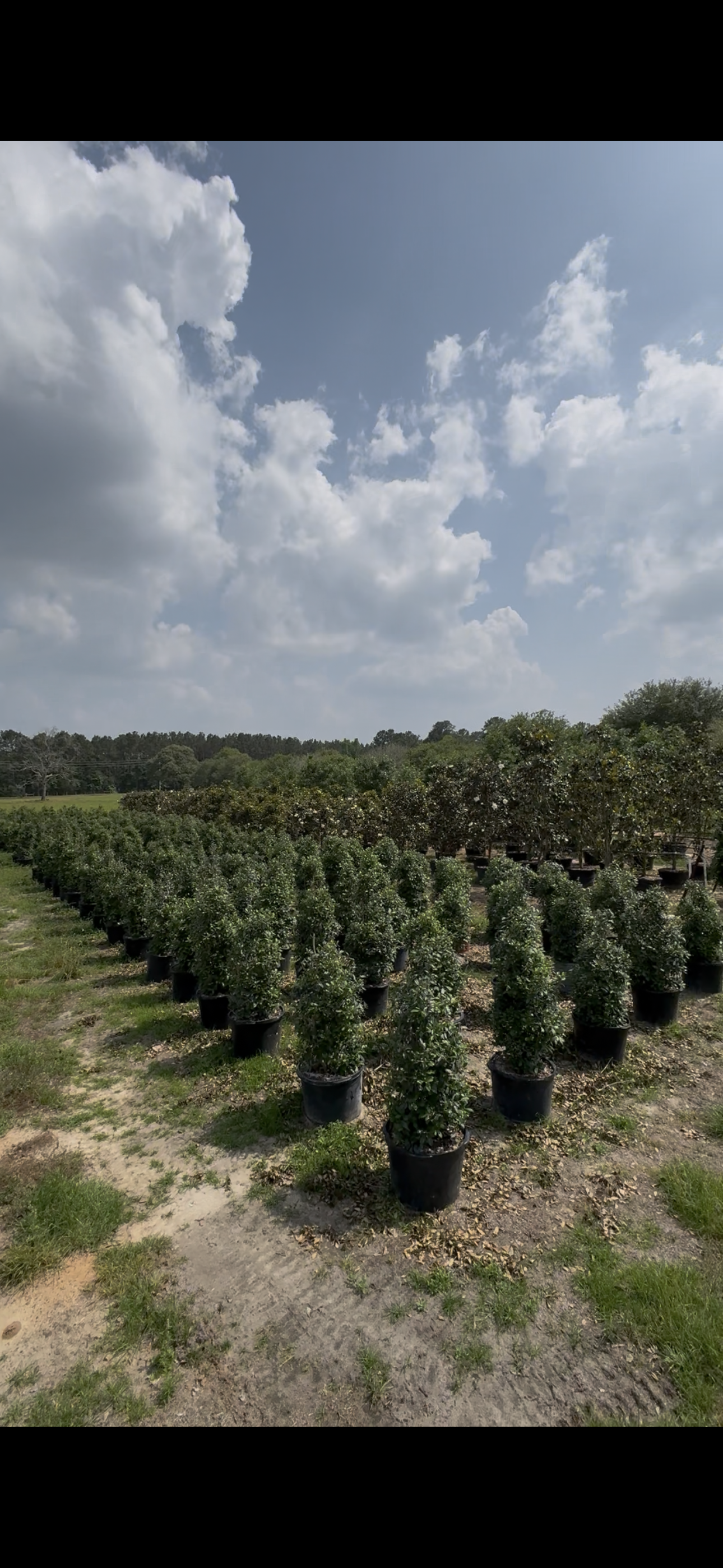 Eagleston Holly trees for sale at Rancho Roux tree farm in Willis TX