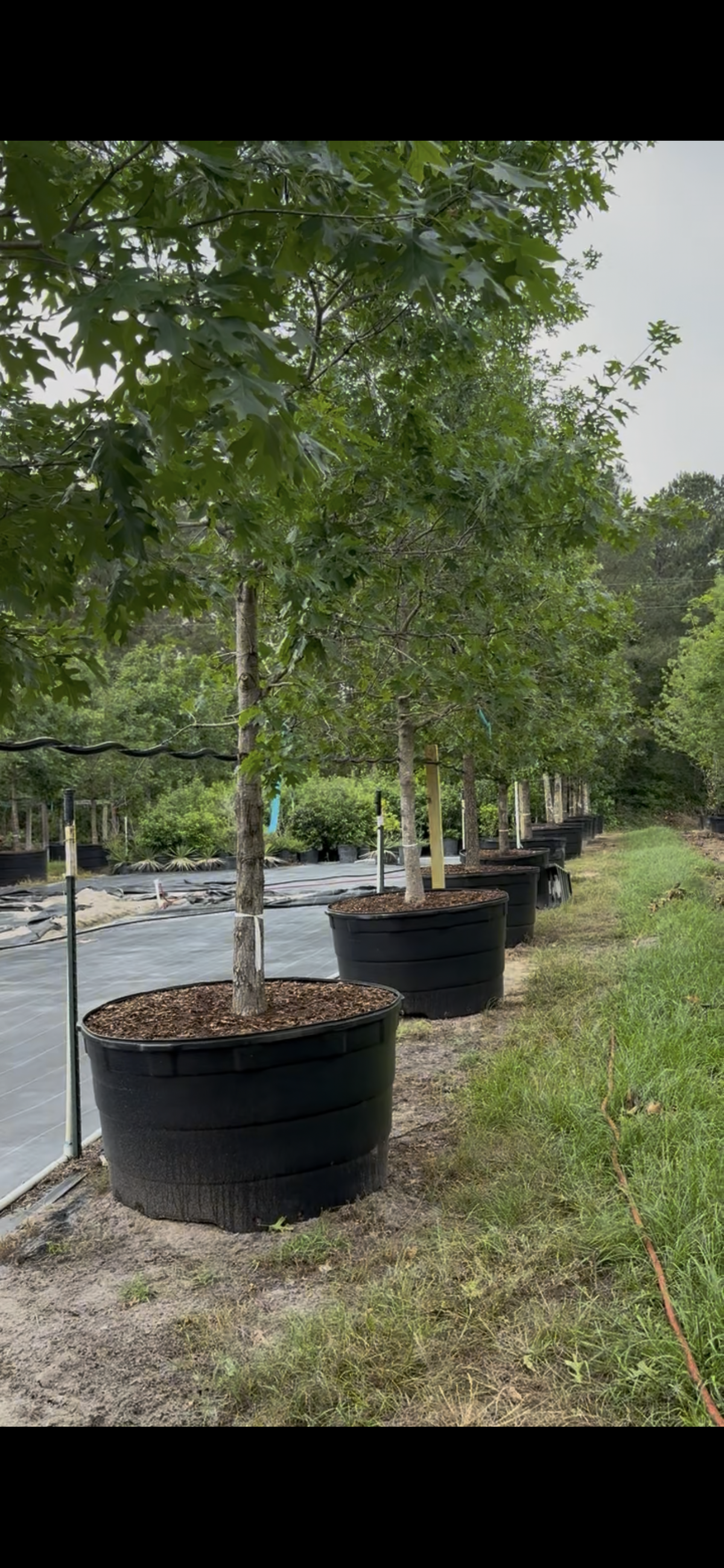 Tree Inventory in Willis, TX | Wholesale & Retail Trees
