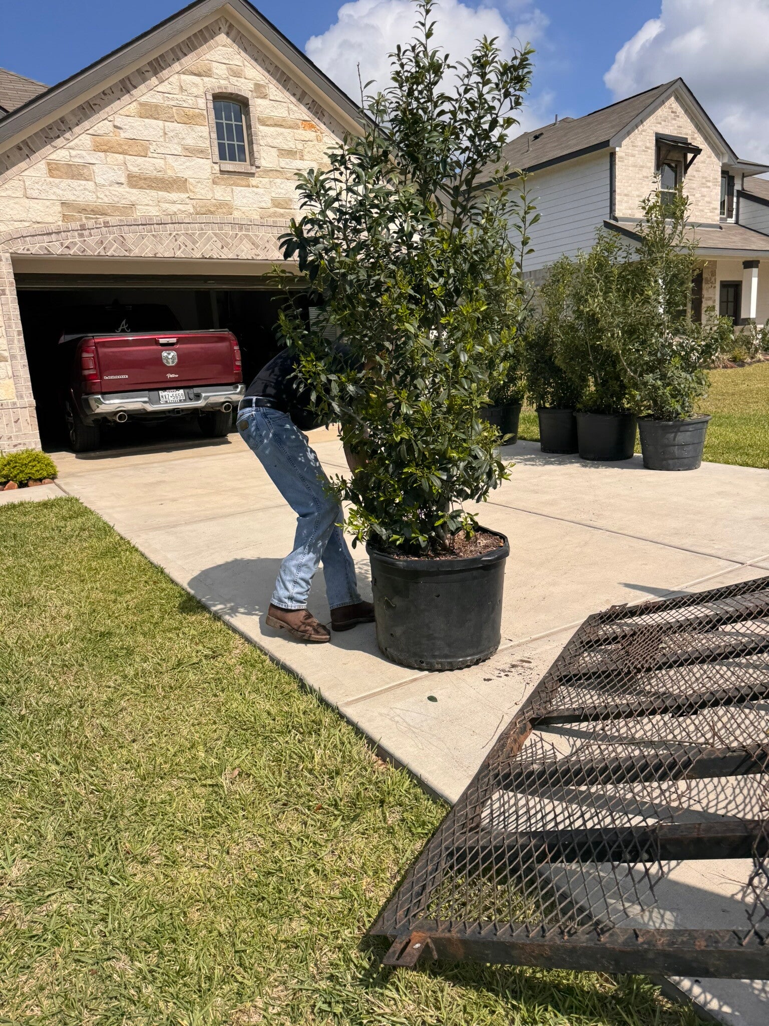 Wholesale tree delivery and service by Rancho Roux family owned tree farm in Willis TX serving Montgomery County since 1972