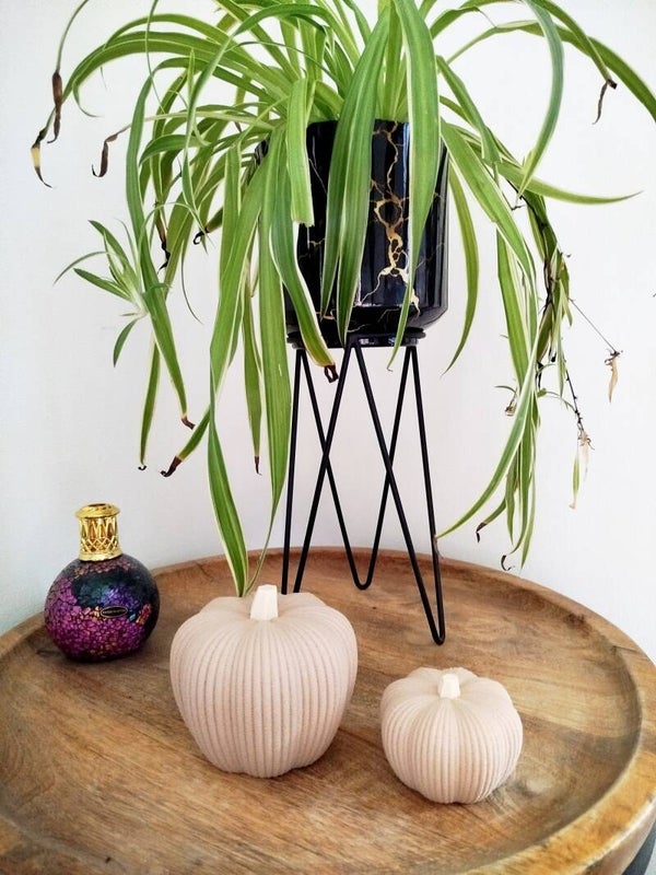 Decoratieve pompoen