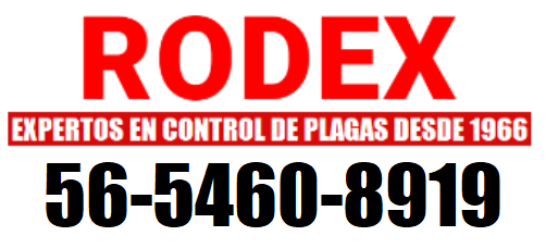 rodex telefono