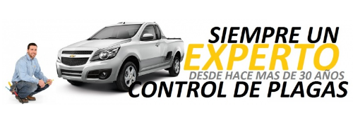 Fumigaciones profesionales en Benito Juárez CDMX Rodex Servicio especializado de fumigación residencial Benito Juárez Control profesional de plagas en Benito Juárez Fumigaciones para hogares y negocios Benito Juárez Empresa experta en fumigaciones Rodex C