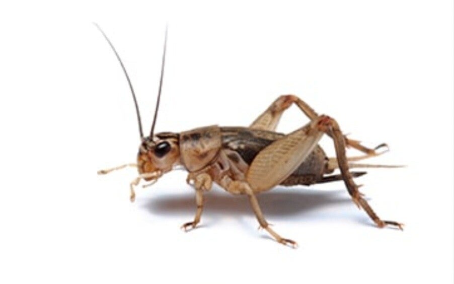 Brown house crickets 20-25