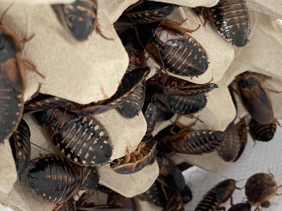 Dubai roaches