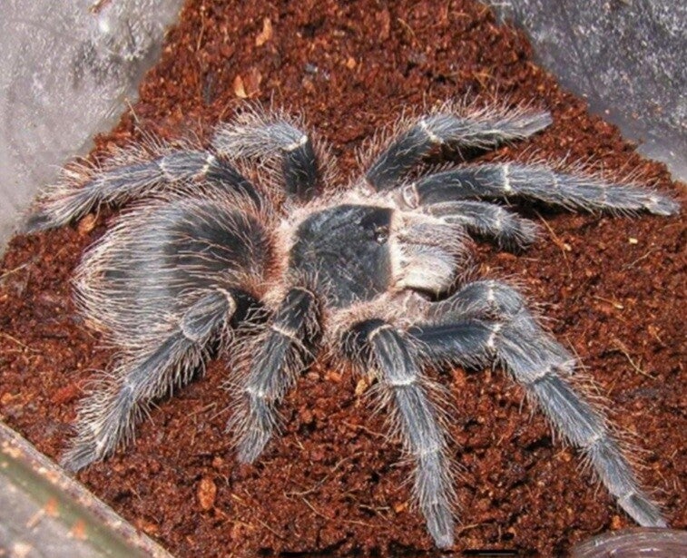 Brazilian pink bird eater.   (Venomous)