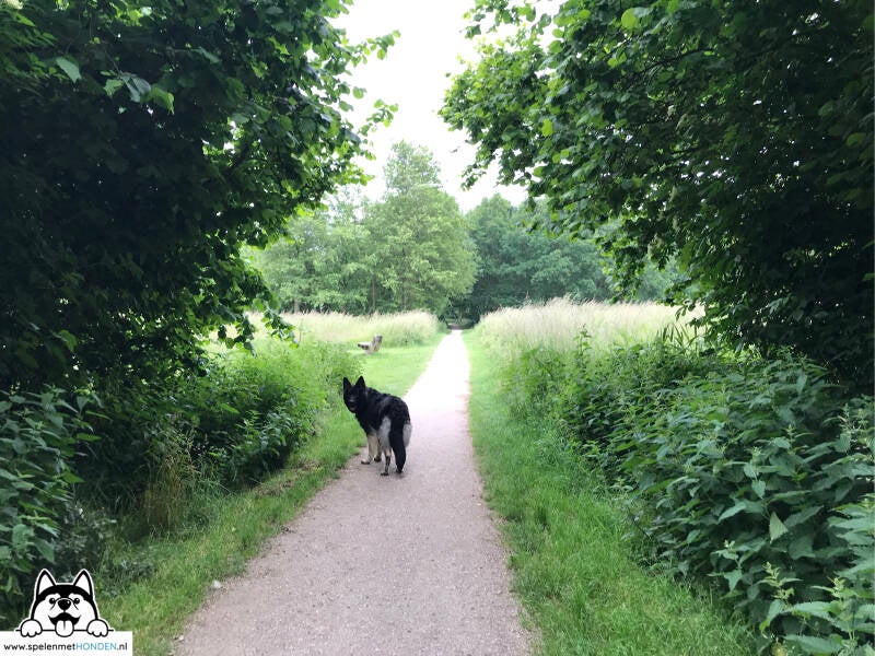 Een leuke wandeling in De Hulk in Hoorn, Noord-Holland. Hondenspeelotheek Spelen met Honden