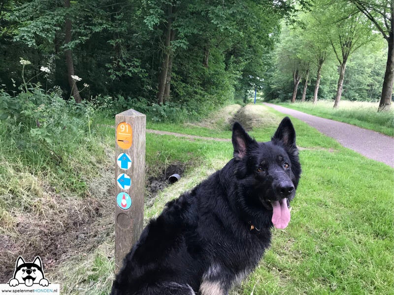 Een leuke wandeling in Noord-Holland is De Hulk in Hoorn.  Spelen met Honden, speelotheek voor honden