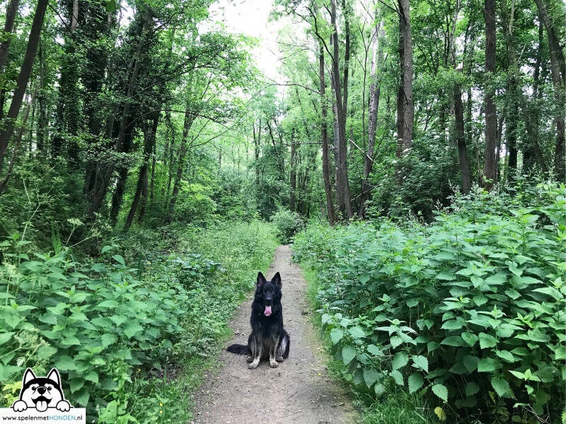 Een leuke wandeling in Noord-Holland is De Hulk in Hoorn.  Spelen met Honden, speelotheek voor honden