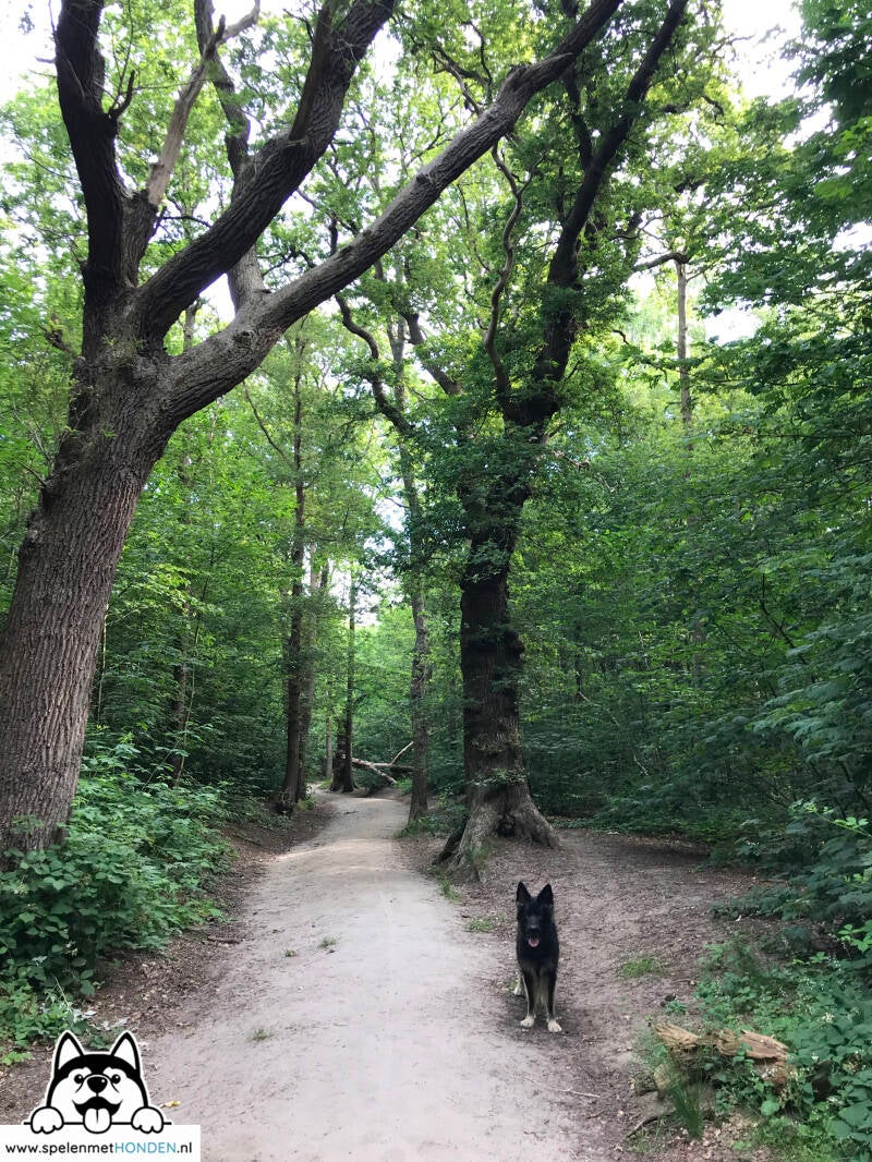 Losloopgebied Heilooërbos Heiloo Noord-Holland. Door Hondenspeelotheek Spelen met Honden Heerhugowaard.
