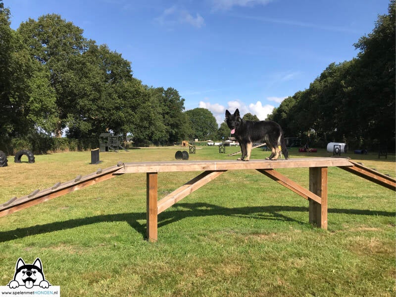 Hondenspeeltuin Midden-Drenthe in Beilen, Drenthe. Superleuk en mooi voor honden