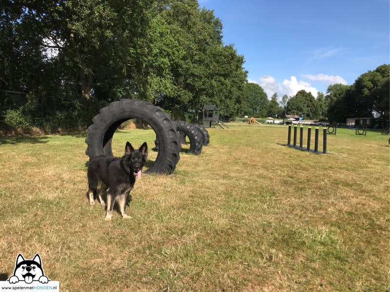 Hondenspeeltuin Midden-Drenthe in Beilen, Drenthe. Superleuk en mooi voor honden