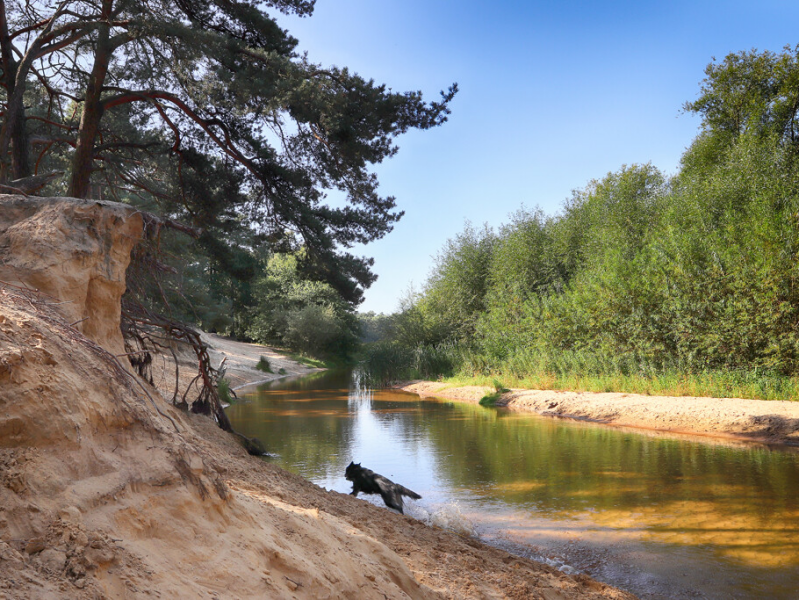 Wandelen in Lutterzand De Lutte Overijssel Spelen met Honden hondenpeelotheek