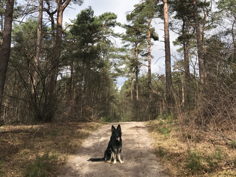 Wandelen in Besthmen Boswachterij Ommen, Hondenspeelotheek Spelen met Honden in Heerhugowaard