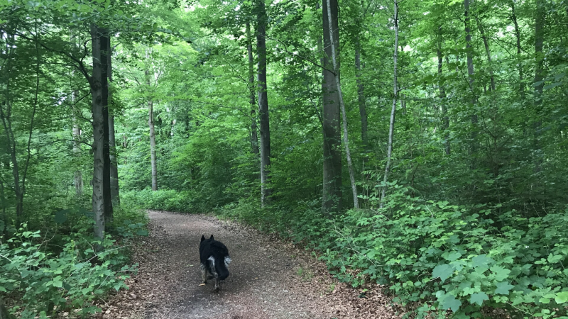 Een mooi groen bos, Roggebotzand in Dronten, Hondenspeelotheek Spelen met Honden Heerhugowaard
