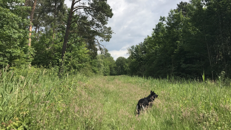 Prachtige natuur in Roggebotzand Dronten, Hondenspeelotheek Spelen met Honden Heerhugowaard