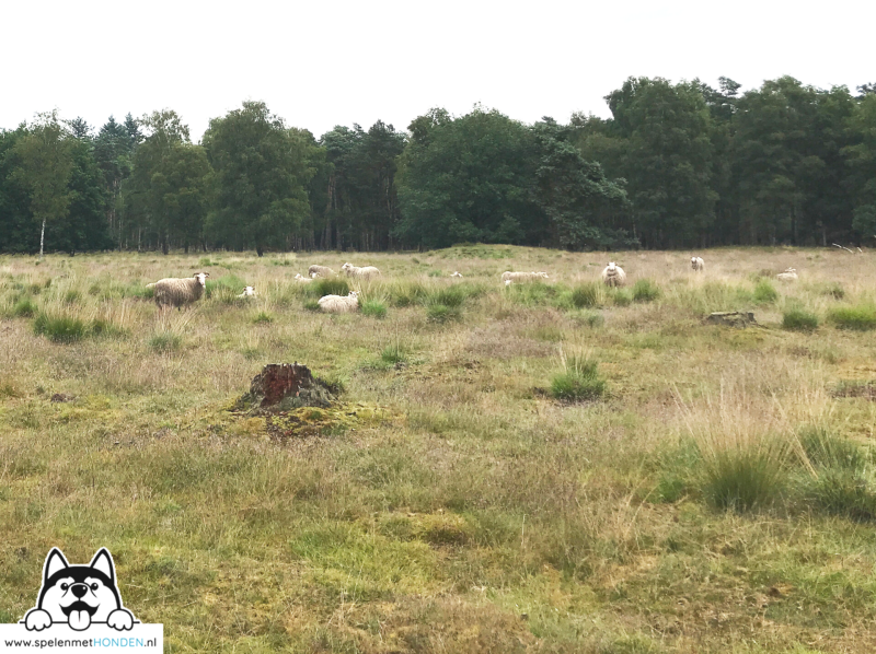 Losloopgebied Sleenerzand Schoonoord Drenthe, speel-o-theek Spelen met Honden te Heerhugowaard