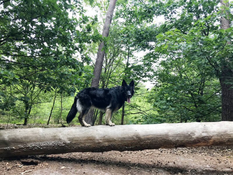Wandelen in losloopgebied Molenheide in Mierlo, Spelen met Honden hondenpeelotheek