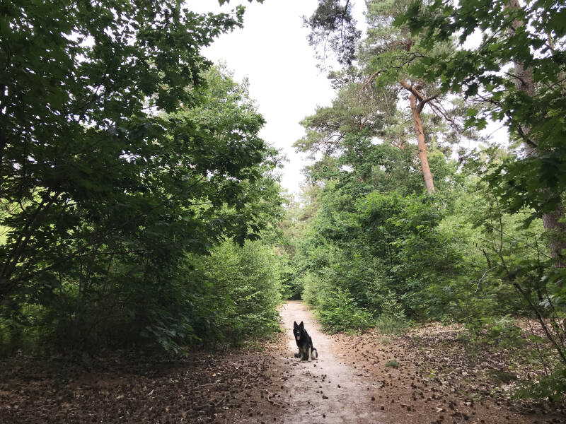 Even poseren in Molenheide in Mierlo, Noord-Brabant, hondenlosloopgebieden Spelen met Honden