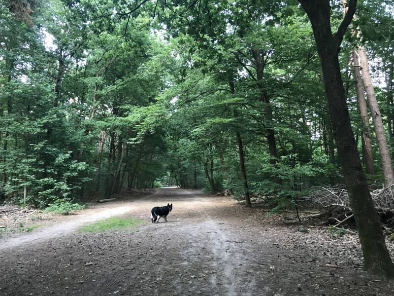 Veel brede lanen in Molenheide in Mierlo, hondenlosloopgebieden Spelen met Honden