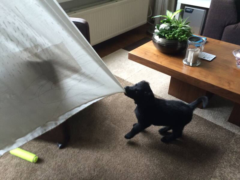 Een pup hangt in de gordijnen