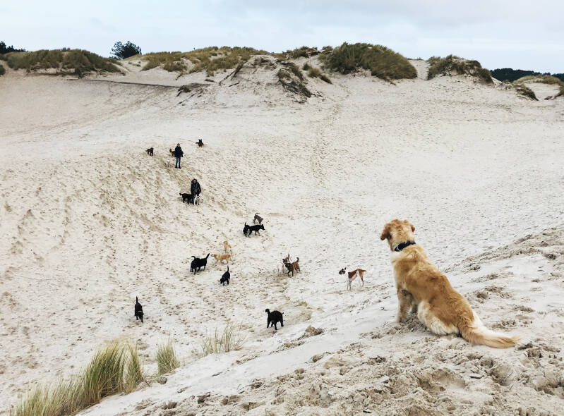 Wandelen in Schoolse Duinen in Schoorl Spelen met Honden hondenpeelotheek
