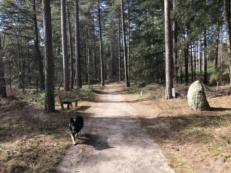 Wandelen in De Sahara / Boswachterij Ommen Overijssel