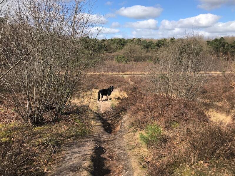 Wandelen in De Sahara / Boswachterij Ommen Overijssel