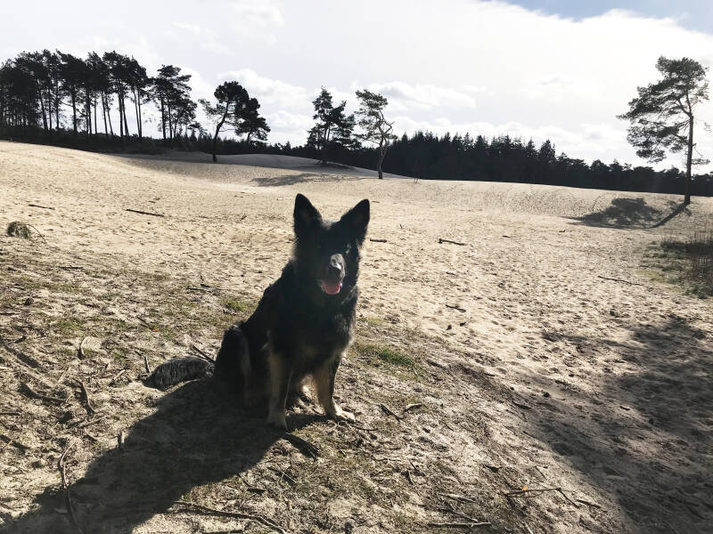 Wandelen in de Sahara in Ommen wandelgebieden Overijssel