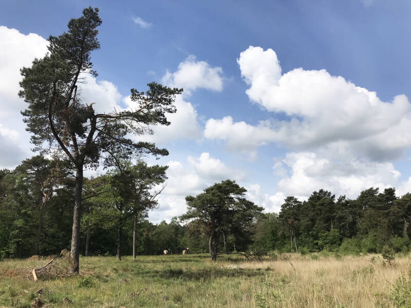 Mooie natuur en 2 ruiters in het Blauwe Bos in Friesland Spelen met Honden speelotheek