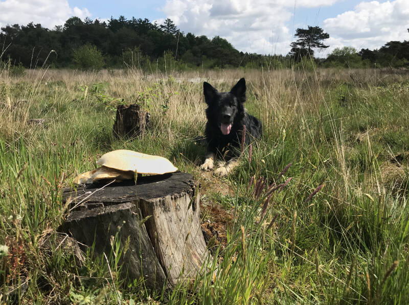 Becky met een hele grote paddenstoel op een boomstronk in het Blauwe Bos in Friesland Spelen met Honden speelotheek
