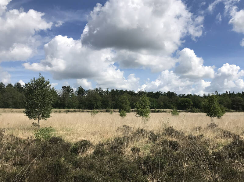Heide en vennen in het Blauwe Bos in Friesland Spelen met Honden speelotheek