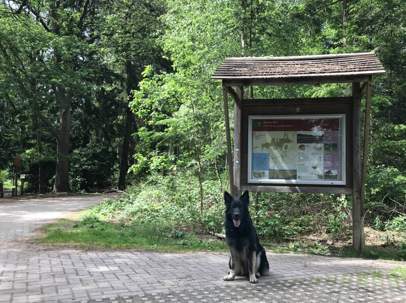 Becky zit voor een groot informatiebord bij het Blauwe Bos in Friesland Spelen met Honden speelotheek