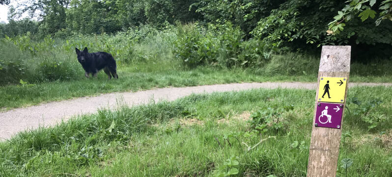 Losloopgebied met honden in Dronten, Flevoland. Spelen met Honden, speelotheek voor honden