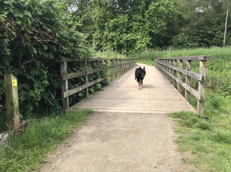 Losloopgebied met honden in Dronten, Flevoland. Spelen met Honden, speelotheek voor honden
